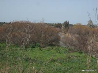 lle del Simeto-24-02-2013 11-00-30